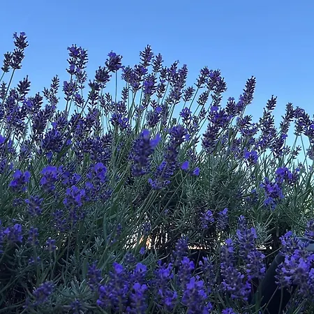Ruhiges Mit Dachterrasse In Salzburg
